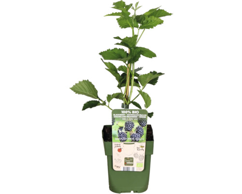 Beztŕňová bio černicová rastlina v kvetináči