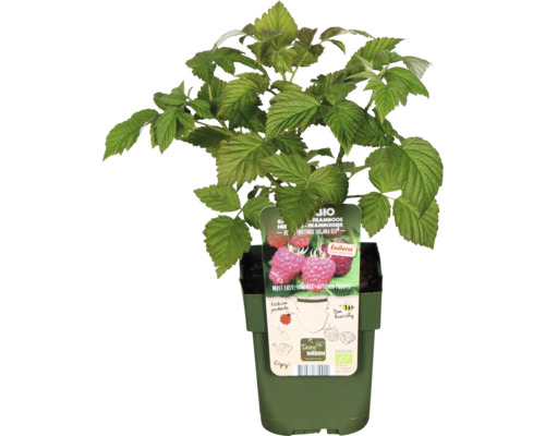 Rastlina maliny v kvetináči