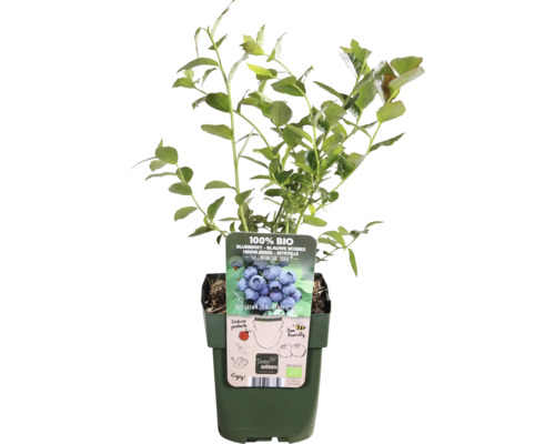 Rastlina čučoriedky v kvetináči s bio certifikáciou