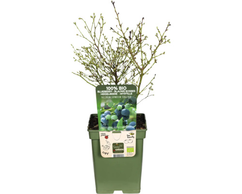 Čučoriedkový krík v kvetináči