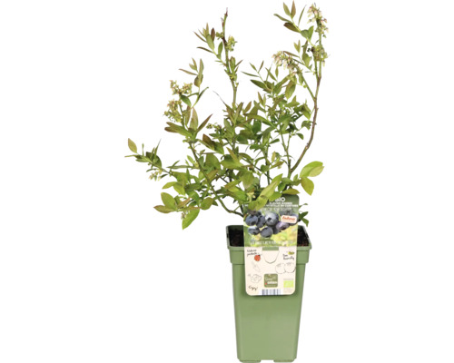 Čučoriedkový ker v kvetináči