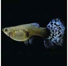 Ryba gupka so vzorovanou chvostovou plutvou