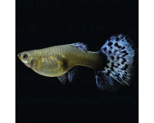 Ryba gupka so vzorovanou chvostovou plutvou