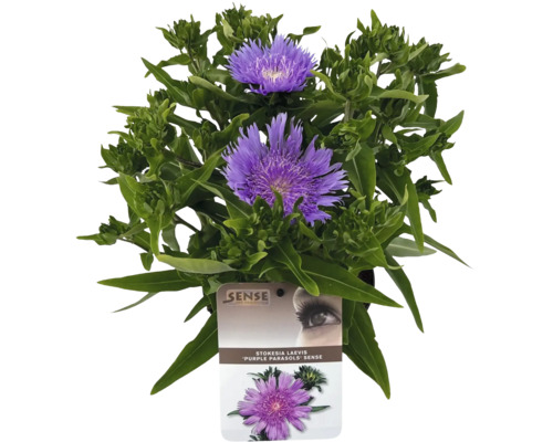 Stokésia FloraSelf Stokesia laevis 'Purple Parasols' 10-60 cm kvetináč 3 l