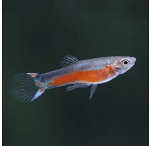 Ryba gupka na chov v akváriu