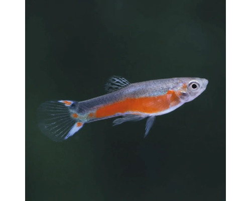 Ryba gupka na chov v akváriu