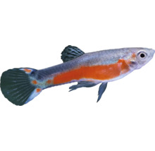 Ryba gupka do akvárií