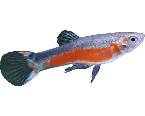 Ryba gupka do akvárií