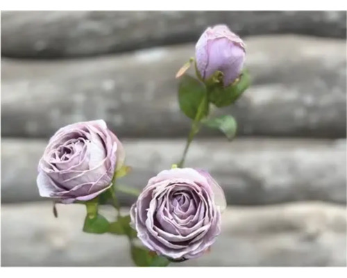 Umelý kvet ruže 65 cm svetlofialový Detailný záber troch fialových ruží so stonkou a listami