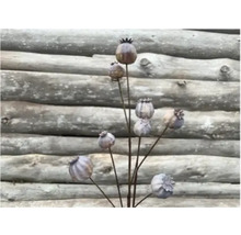 Dekoratívne maky do záhrady ako kolíky do záhonov