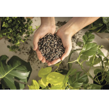 Ruky držia keramzit pre rastliny pred rôznymi izbovými rastlinami