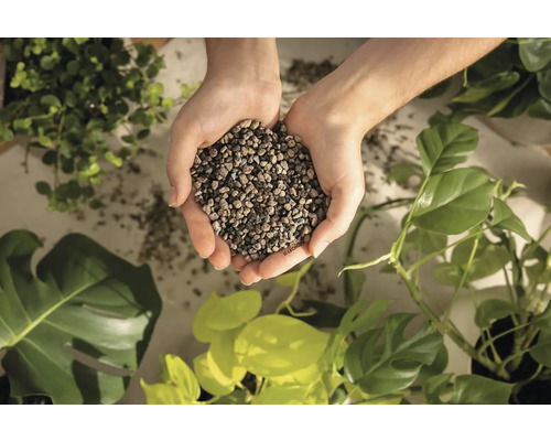 Ruky držia keramzit pre rastliny pred rôznymi izbovými rastlinami