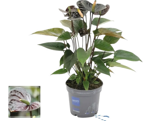 Túlitka, antúria FloraSelf Anthurium andreanum 'Black Love' výška 10-20 cm kvetináč Ø 12 cm Túlitka, antúria FloraSelf Anthurium andreanum 'Black Love' výška 10-20 cm kvetináč Ø 12 cm