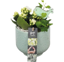 Kalanchoe rastlina v kvetináči s dekoráciou vtáčika