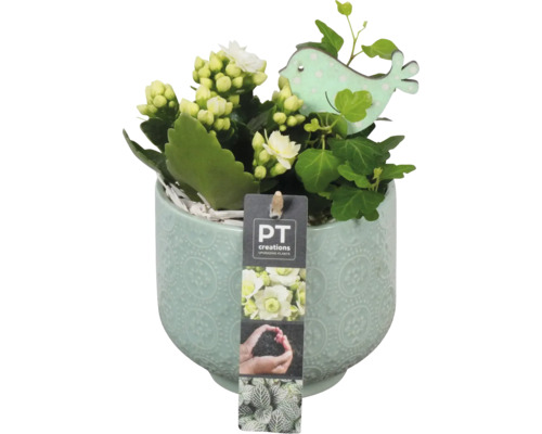 Kalanchoe rastlina v kvetináči s dekoráciou vtáčika