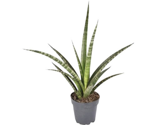 Svokrin jazyk, tenura FloraSelf Sansevieria trifasciata 'Megan' výška cca 30 cm kvetináč Ø 12 cm