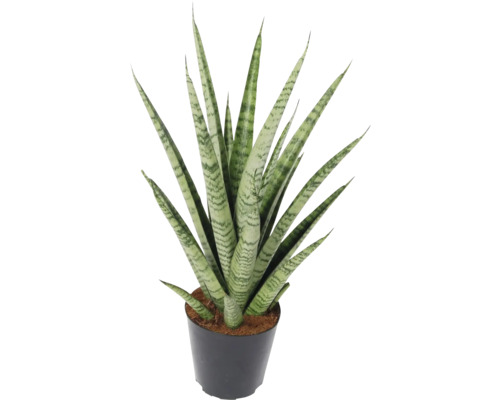 Svokrin jazyk, tenura FloraSelf Sansevieria cylindrica 'Pineapple'/ 'Ananas' výška cca 40 cm kvetináč Ø 12 cm