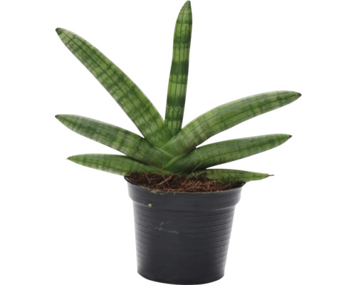 Svokrin jazyk, tenura FloraSelf Sansevieria 'Skyline' výška cca 45 cm kvetináč Ø 10,5 cm