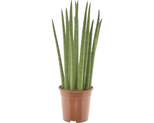 Svokrin jazyk, tenura FloraSelf Sansevieria cylindrica 'Spaghetti' výška cca 70 cm kvetináč Ø 19 cm