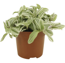 Zebra tradescantia v kvetináči