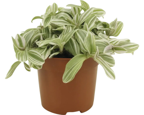 Zebra tradescantia v kvetináči