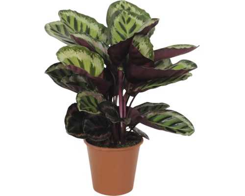 Kalatea FloraSelf Calathea 'Medallion' výška cca 80 cm kvetináč Ø 21 cm