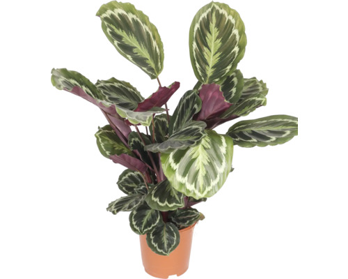 Kalatea FloraSelf Calathea 'Angela' výška cca 85 cm kvetináč Ø 19 cm