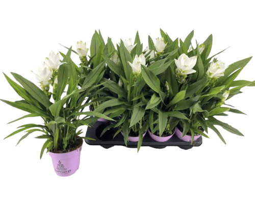 Kurkuma FloraSelf Curcuma 'Siam Sisto' výška cca 55 cm kvetináč Ø 14 cm 1 ks