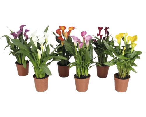 Kala, kornútkovka MIX FloraSelf výška cca 35 cm kvetináč Ø 12 cm 1 ks, rôzne druhy Viaceré rastliny Zantedeschia v kvetináčoch