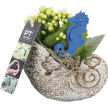 Kalanchoe rastlina v kvetináči v tvare mušle s dekoráciou morského koníka a logom PT Creations
