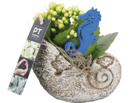 Kalanchoe rastlina v kvetináči v tvare mušle s dekoráciou morského koníka a logom PT Creations