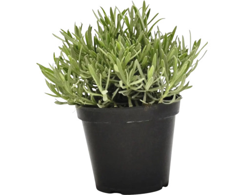 Levanduľa v kvetináči