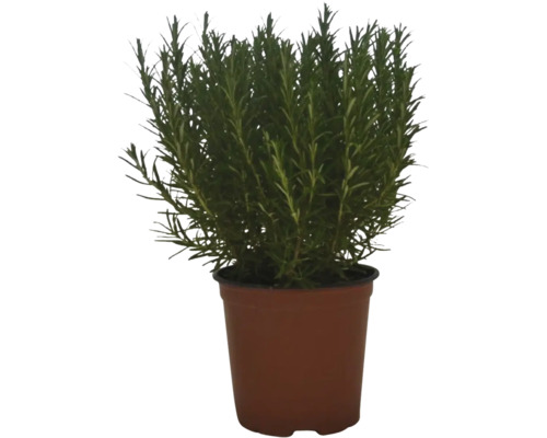 Rastlina rozmarínu v kvetináči