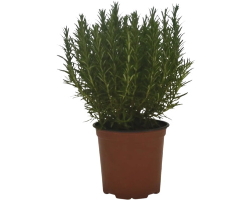 Rozmarín v kvetináči