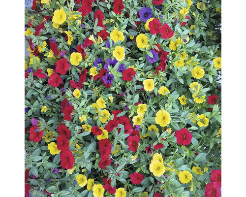 Kvetinové more s Million Bells v žltej, červenej a fialovej farbe