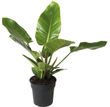 Izbová rastlina Philodendron v kvetináči