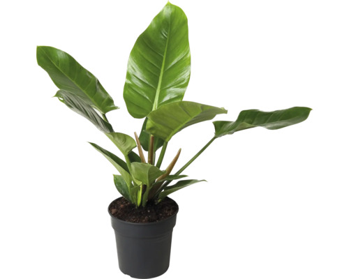 Filodendron FloraSelf Philodendron 'Imperial Green' výška cca 55 cm kvetináč Ø 19 cm