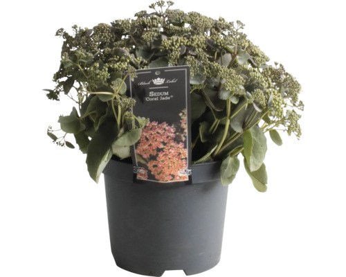 Rozchodník FloraSelf Sedum 'Coral Jade' výška 5-30 cm kvetináč 3 l