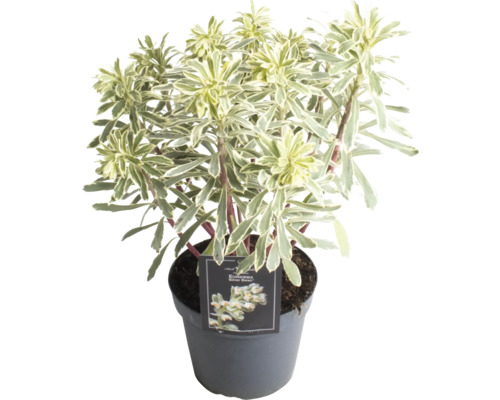 Mliečnik mandľovitý FloraSelf Euphorbia characias subsp. wulfenii 'Silver Swan' výška 5-20 cm kvetináč Ø 15 cm