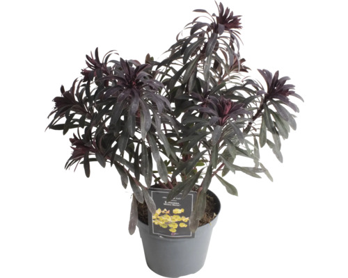 Mliečnik mandľovitý FloraSelf Euphorbia amygdaloides ‘Miners Merlot’ výška 5-20 cm kvetináč Ø 15 cm Mliečnik mandľovitý FloraSelf Euphorbia amygdaloides ‘Miners Merlot’ výška 5-20 cm kvetináč Ø 15 cm