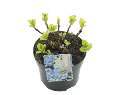 Rastlina Hydrangea v kvetináči s etiketou