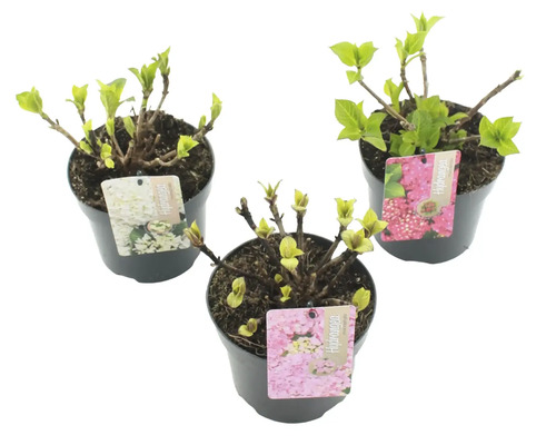 Tri rastliny hortenzie v kvetináčoch s etiketami