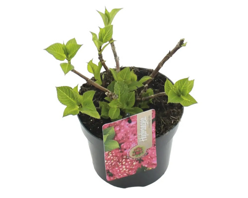 Hortenzia v kvetináči s etiketou