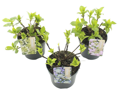 Tri rastliny hortenzie v kvetináčoch s etiketami