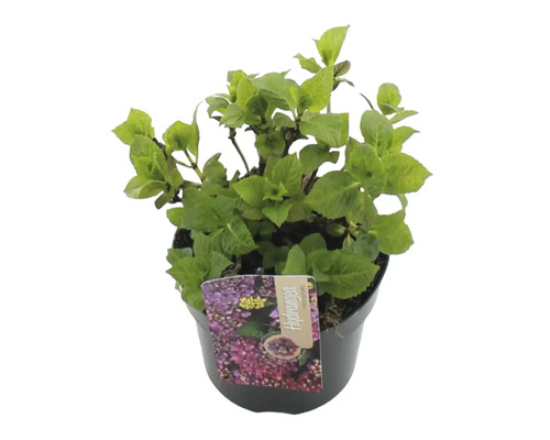 Hortenzia v kvetináči s rastlinným štítkom