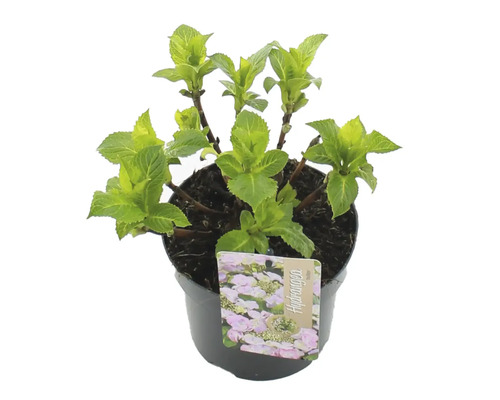 Hortenzia v kvetináči s etiketou