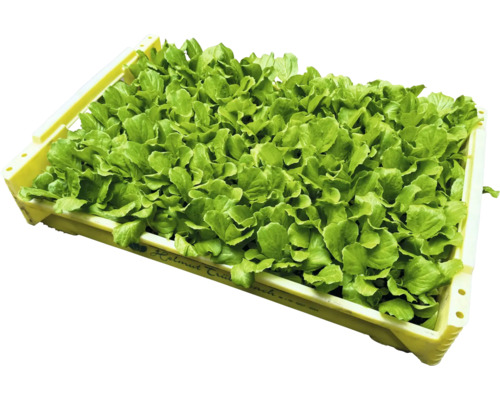 Sadenice šalátu v prepravke na výsadbu v záhrade