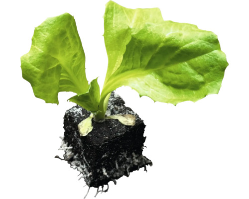 Sadenica šalátu v sadbovom substráte