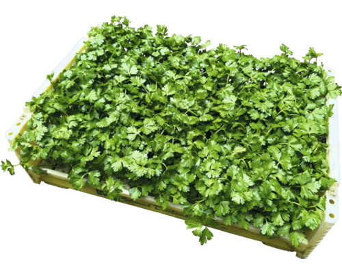 Petržlen v debničke