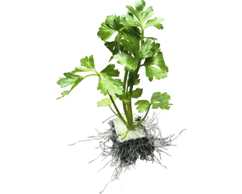 Petržlenová rastlina s koreňmi